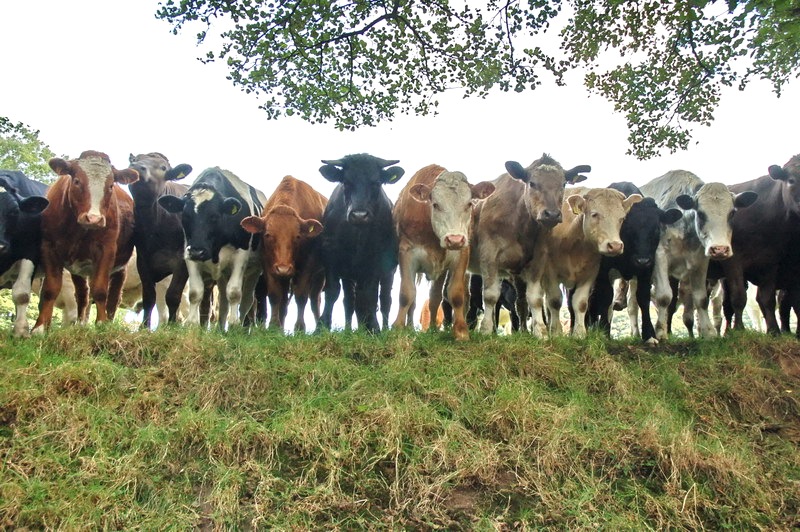 Curious cows 6819b.jpg